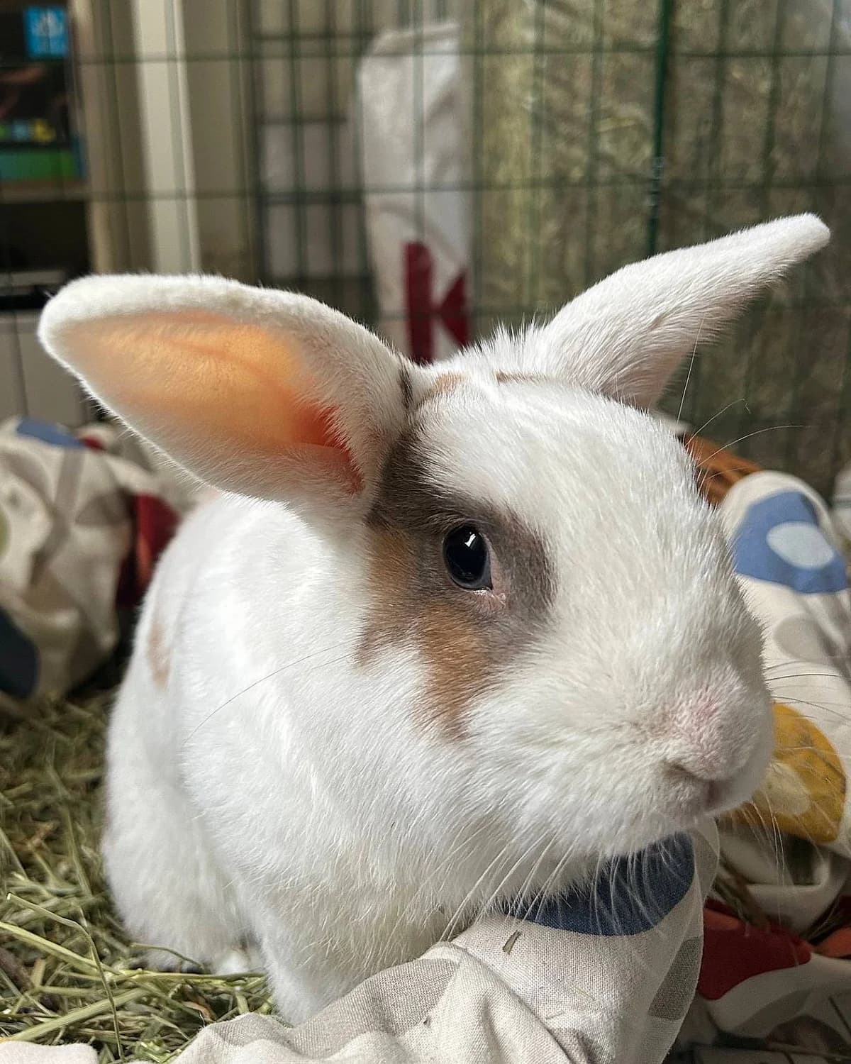 Kjell, male Mixed Breed for adoption at Dyrebeskyttelsen Oslo, Oslo