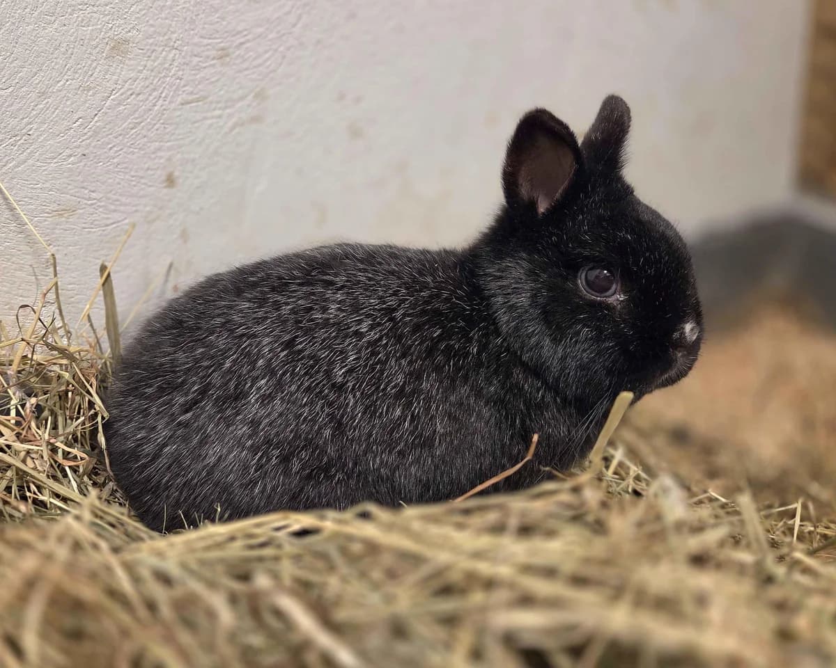 Lille-Lars, male Mixed Breed for adoption at Dyrebeskyttelsen Oslo, Oslo