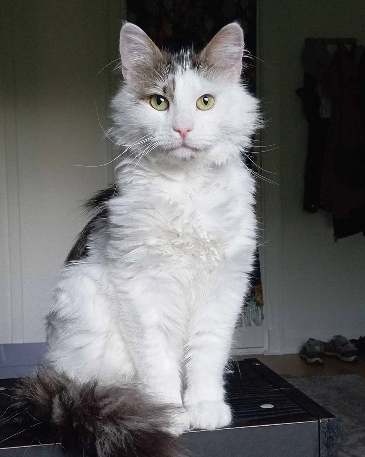 Linus, male Mixed Breed for adoption at Dyrebeskyttelsen Oslo, Oslo