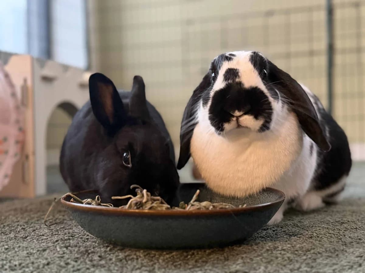 Ninus &, hvit female 4yo Mixed Breed for adoption at Dyrebeskyttelsen Oslo, Oslo