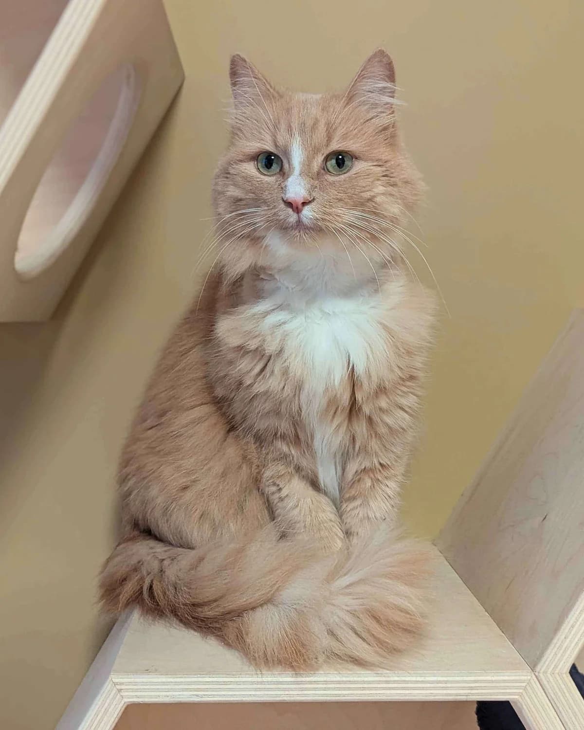Nova, female Mixed Breed for adoption at Dyrebeskyttelsen Oslo, Oslo