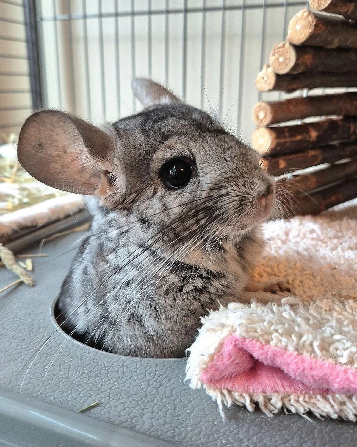 Pascal, male 3yo Chinchilla for adoption at Dyrebeskyttelsen Oslo, Oslo