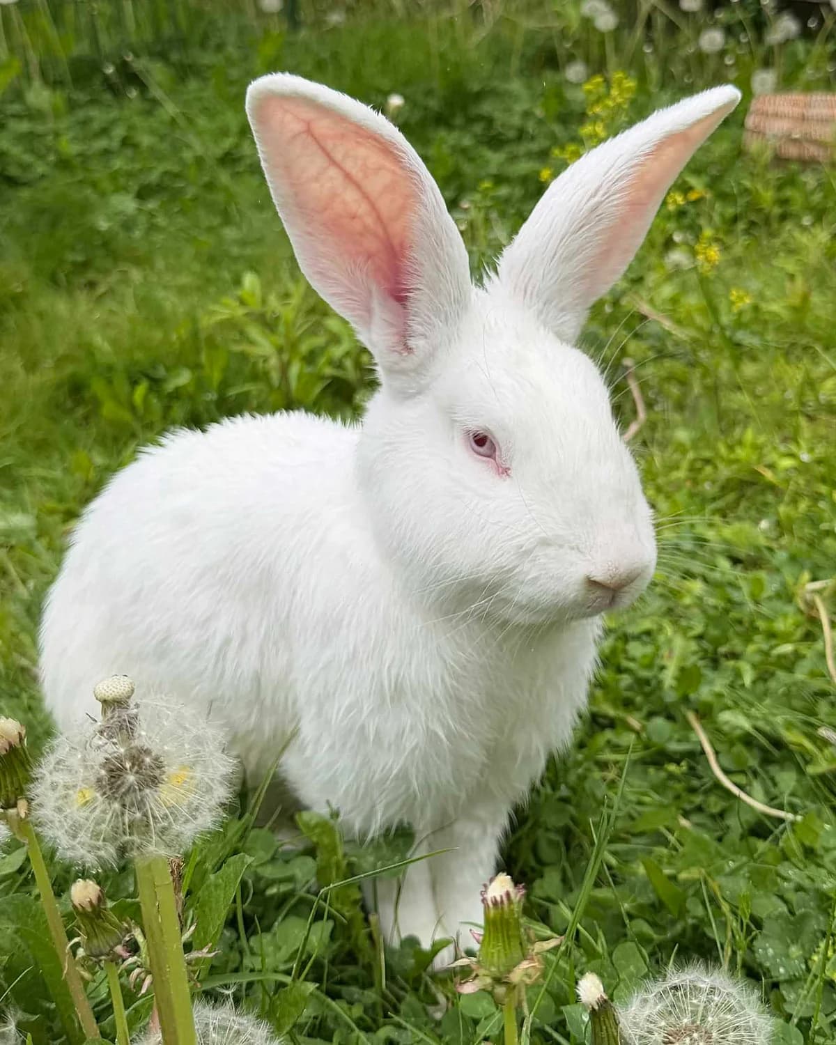 Pinsen, male 3yo Mixed Breed for adoption at Dyrebeskyttelsen Oslo, Oslo