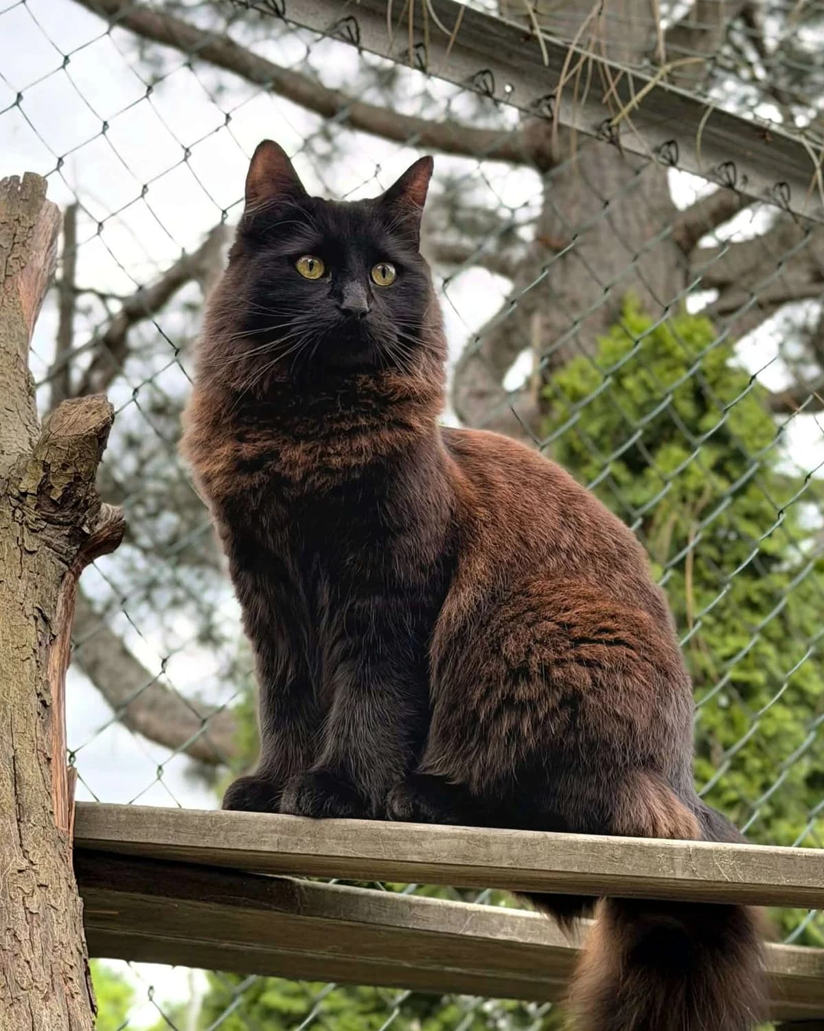 Raven, male young Mixed Breed for adoption at Dyrebeskyttelsen Oslo, Oslo