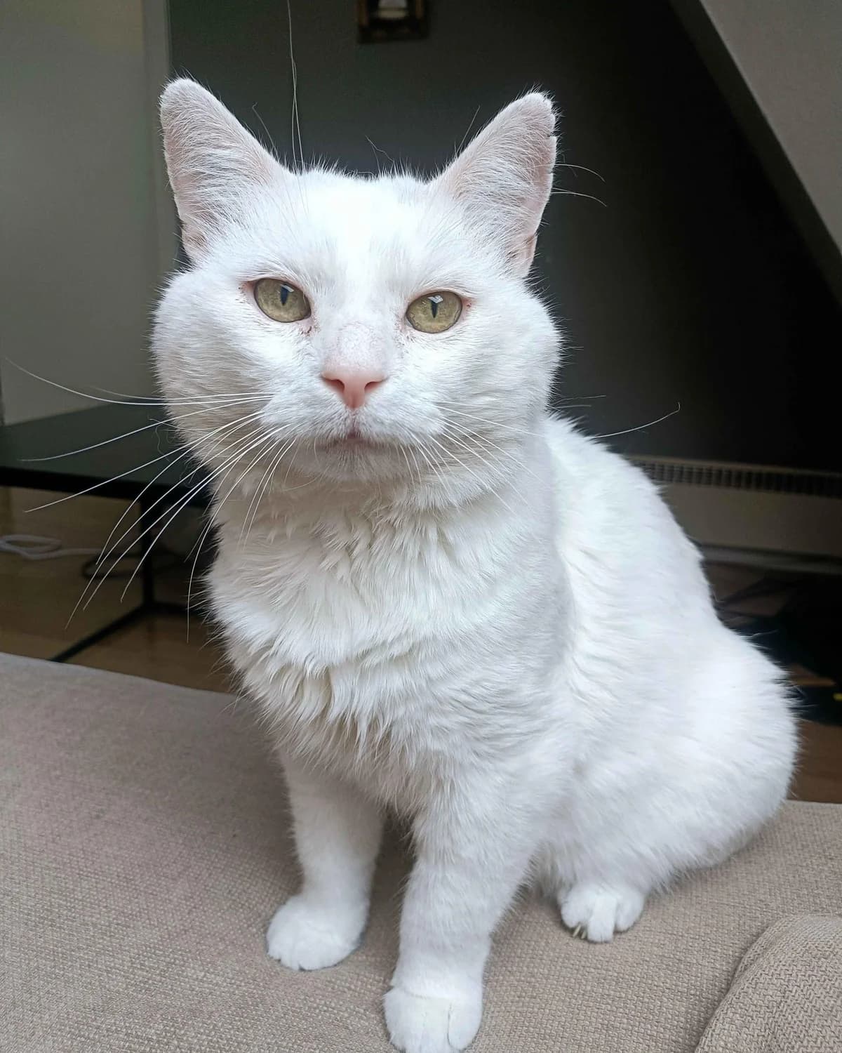 Rolando, male Mixed Breed for adoption at Dyrebeskyttelsen Oslo, Oslo