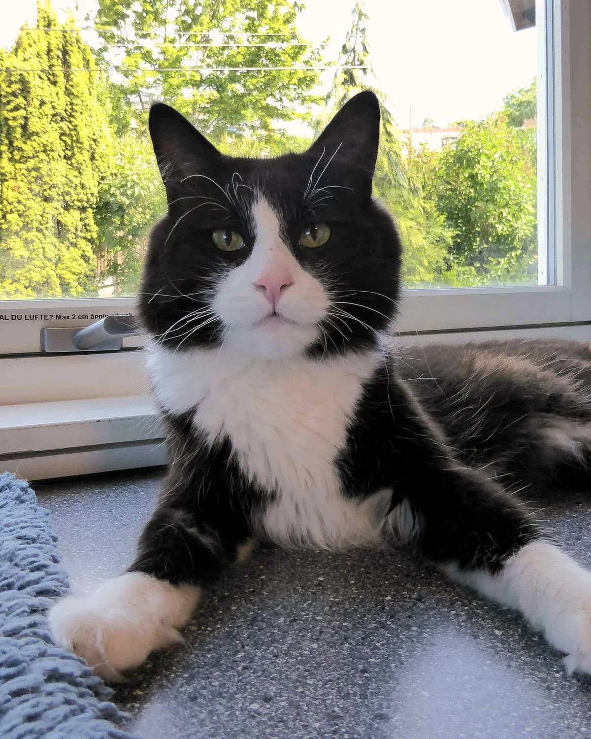 Ronaldo, male Mixed Breed for adoption at Dyrebeskyttelsen Oslo, Oslo