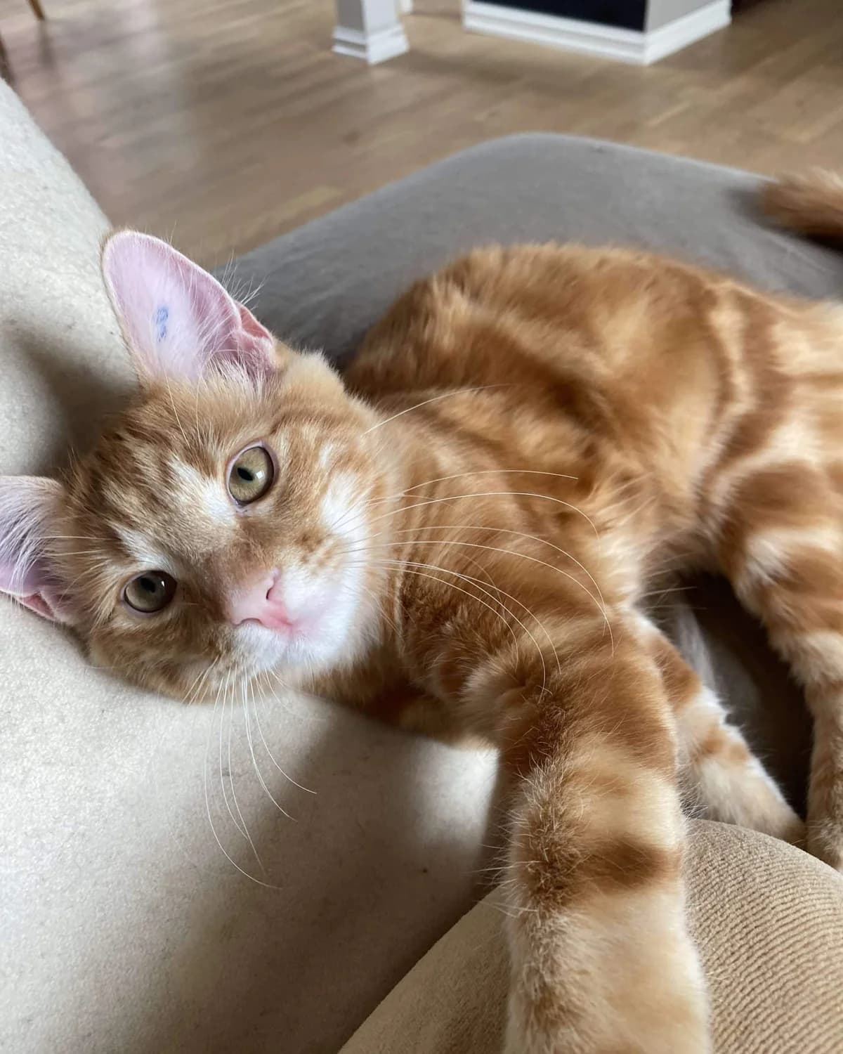 Ryllik, male Mixed Breed for adoption at Dyrebeskyttelsen Oslo, Oslo