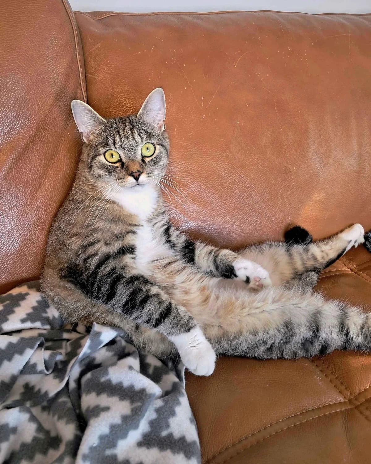Sibelius, male Mixed Breed for adoption at Dyrebeskyttelsen Oslo, Oslo