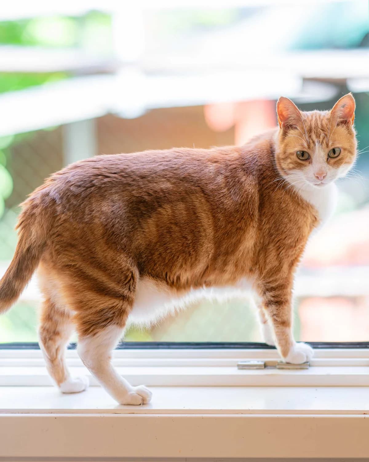 Simba, male senior Domestic Shorthair for adoption at Dyrebeskyttelsen Oslo, Oslo