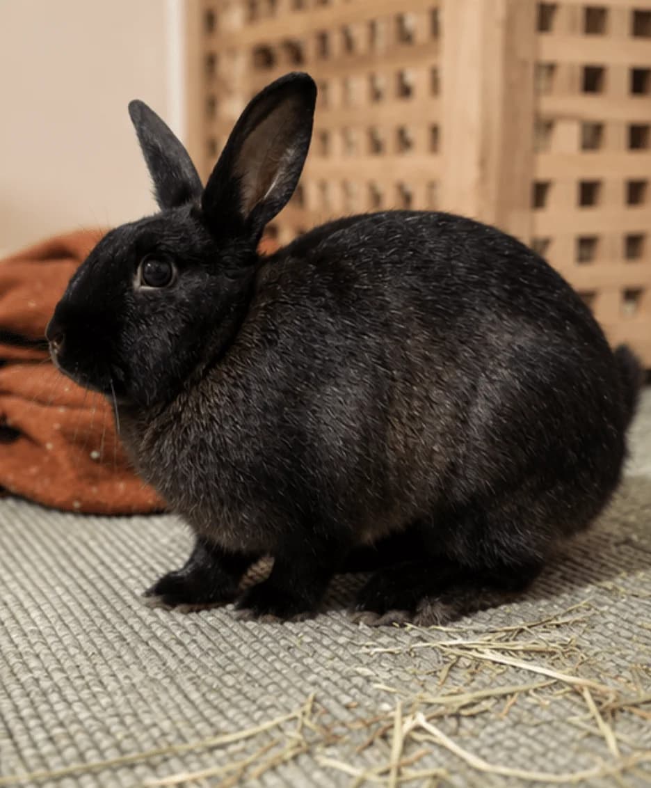 Smokey, female young mixed breed for adoption at Dyrebeskyttelsen Oslo, Oslo