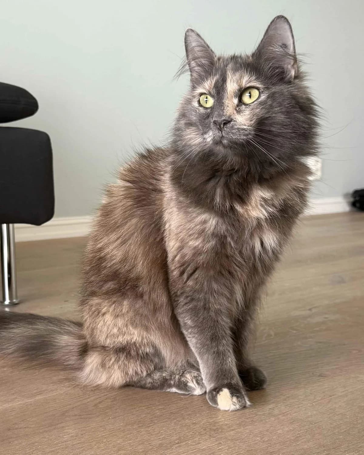 Vita, female 3yo Mixed Breed for adoption at Dyrebeskyttelsen Oslo, Oslo