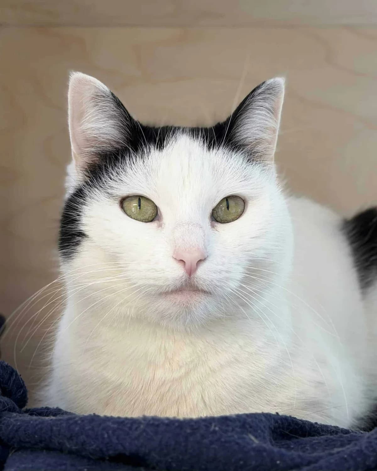 Warda, female Mixed Breed for adoption at Dyrebeskyttelsen Oslo, Oslo