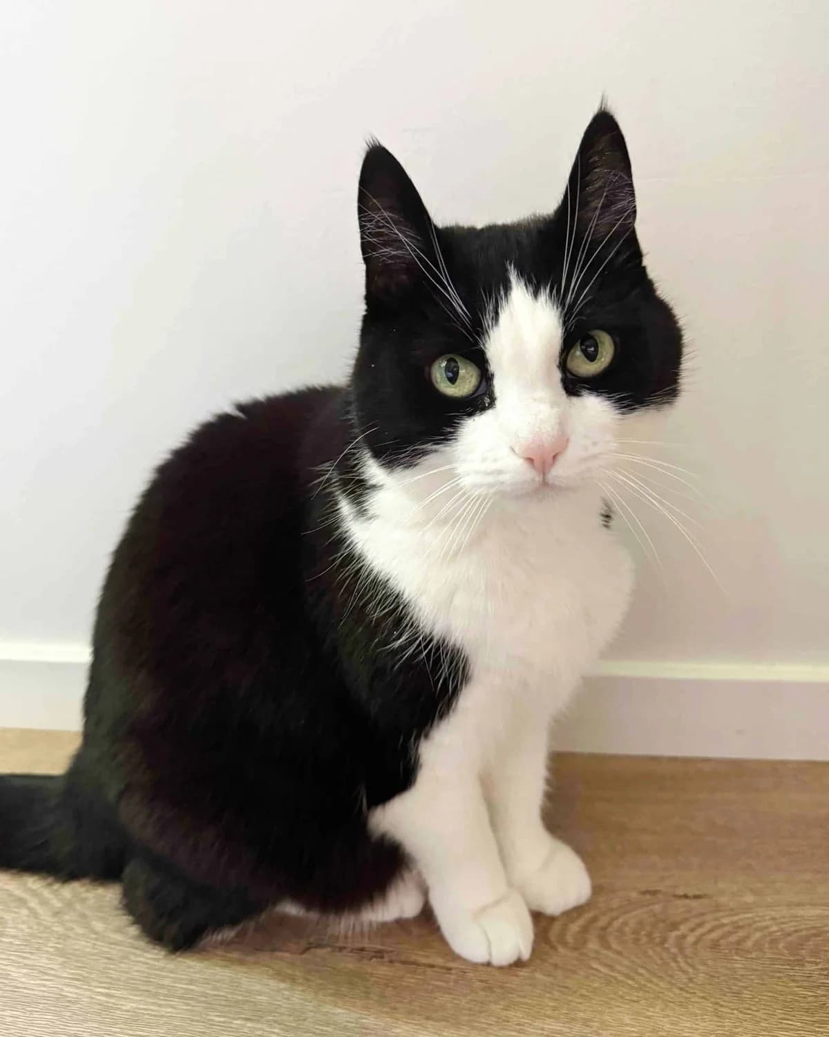 Zelda, female Mixed Breed for adoption at Dyrebeskyttelsen Oslo, Oslo