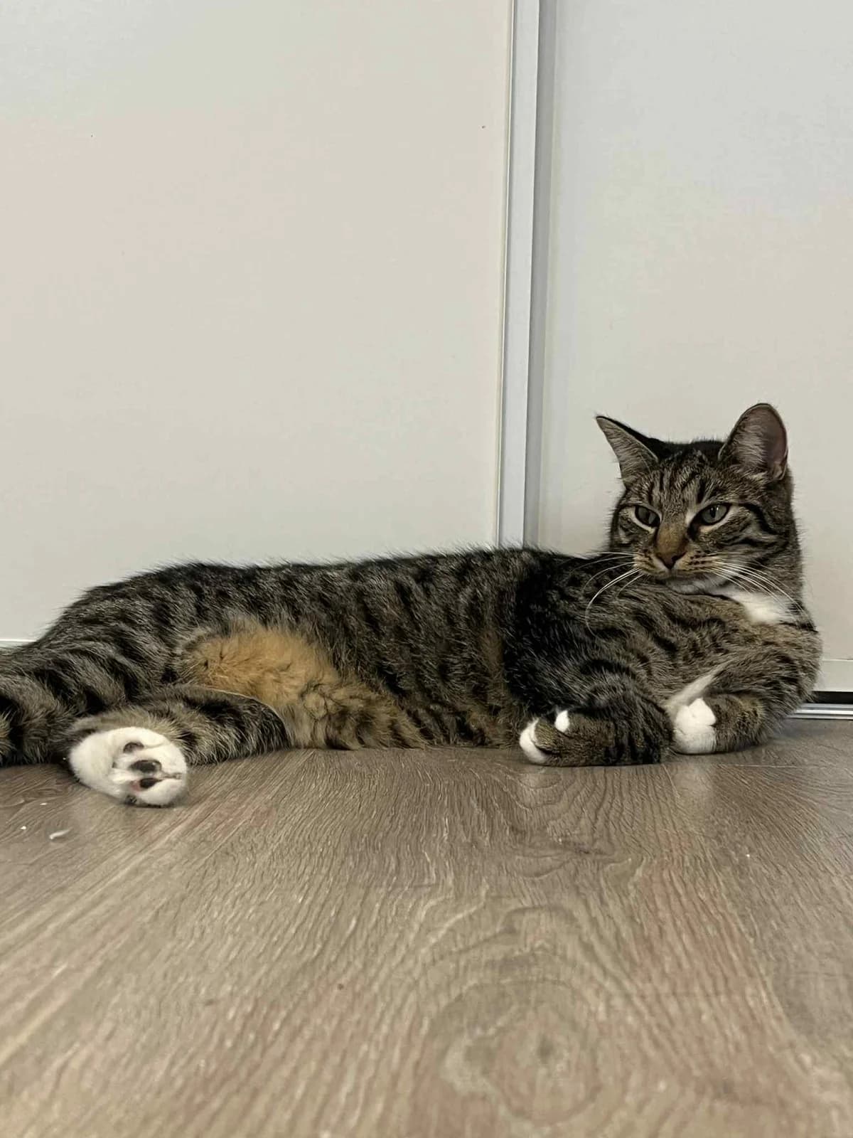 Daphne Kluger, male 3yo Mixed Breed for adoption at Dyrehjelpen Bergen, Bergen