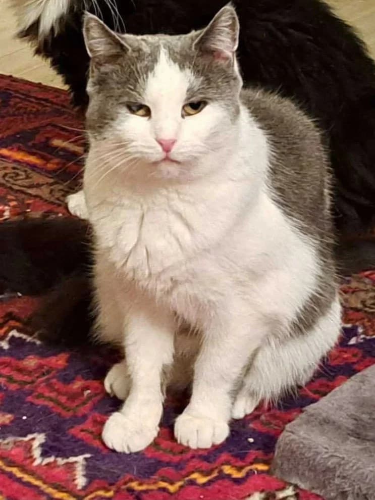Kattatonia, female senior Mixed Breed for adoption at Dyrehjelpen Bergen, Bergen