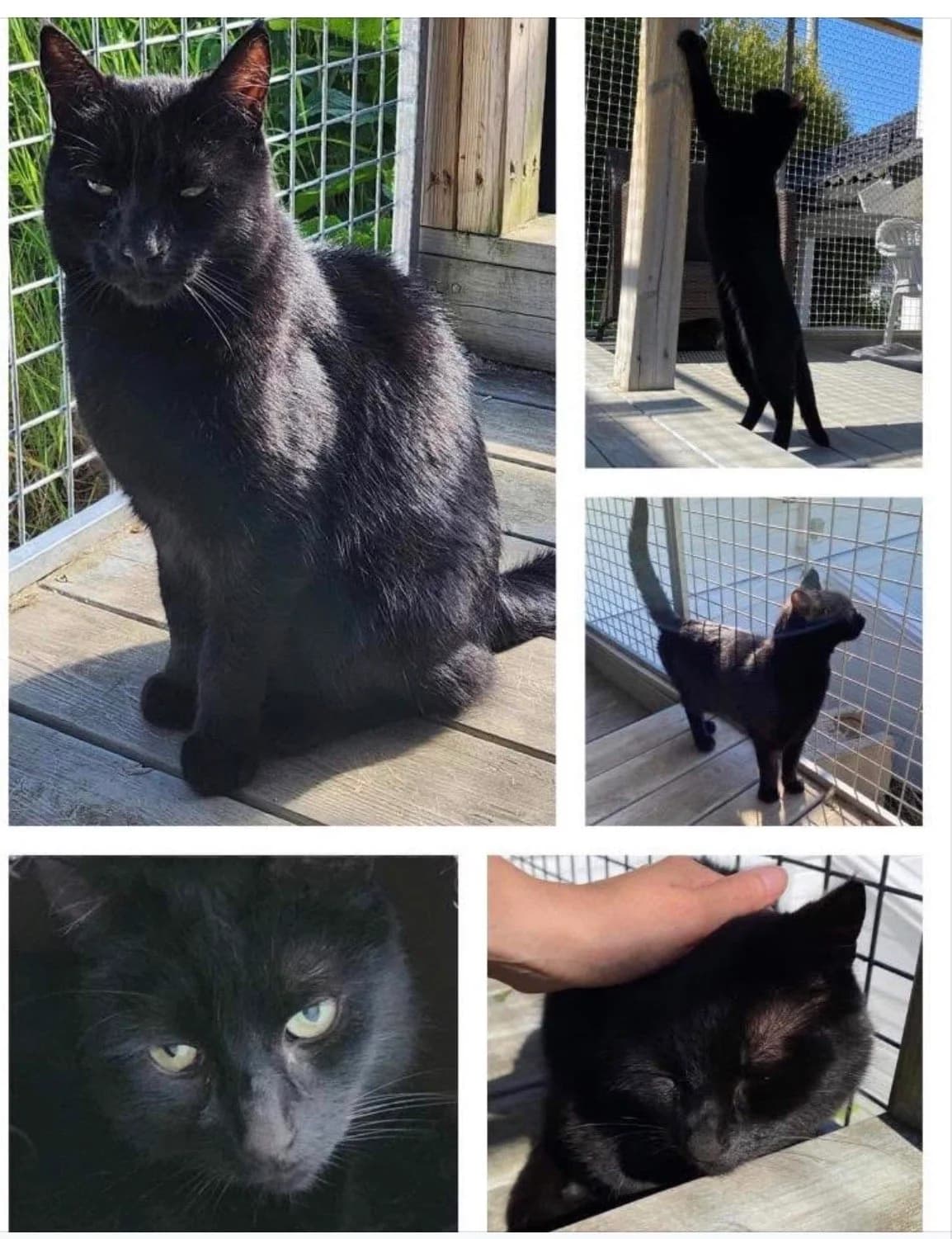 Kiro, male senior Mixed Breed for adoption at Dyrehjelpen Bergen, Bergen