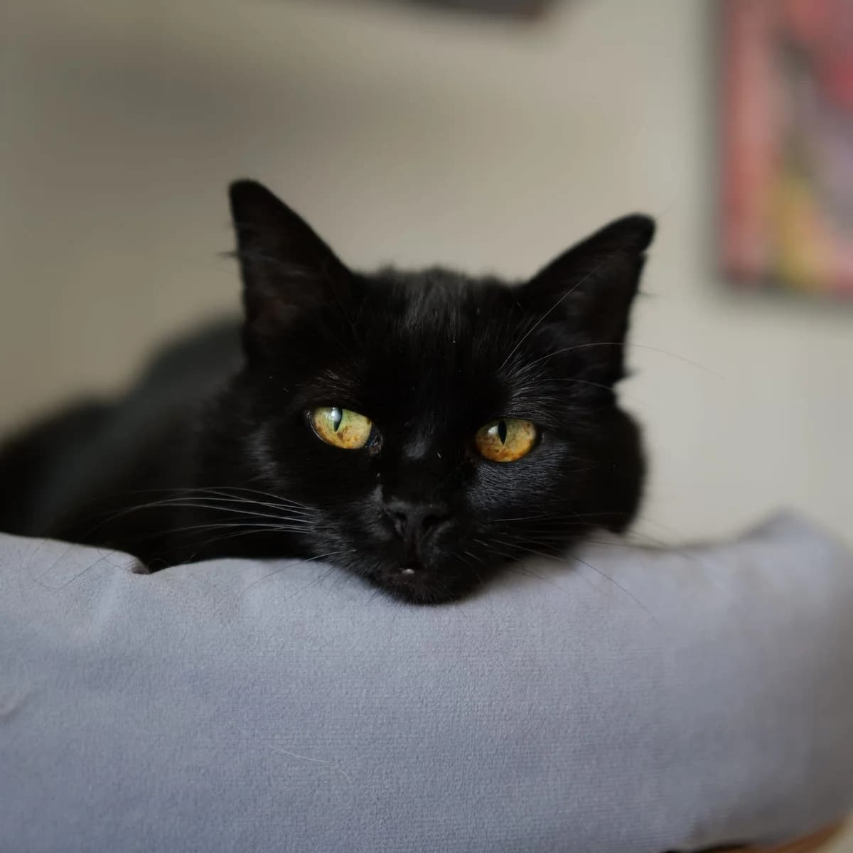 Sonja, 4yo Mixed Breed for adoption at Dyrenes Beskytter Aust-Agder, Grimstad