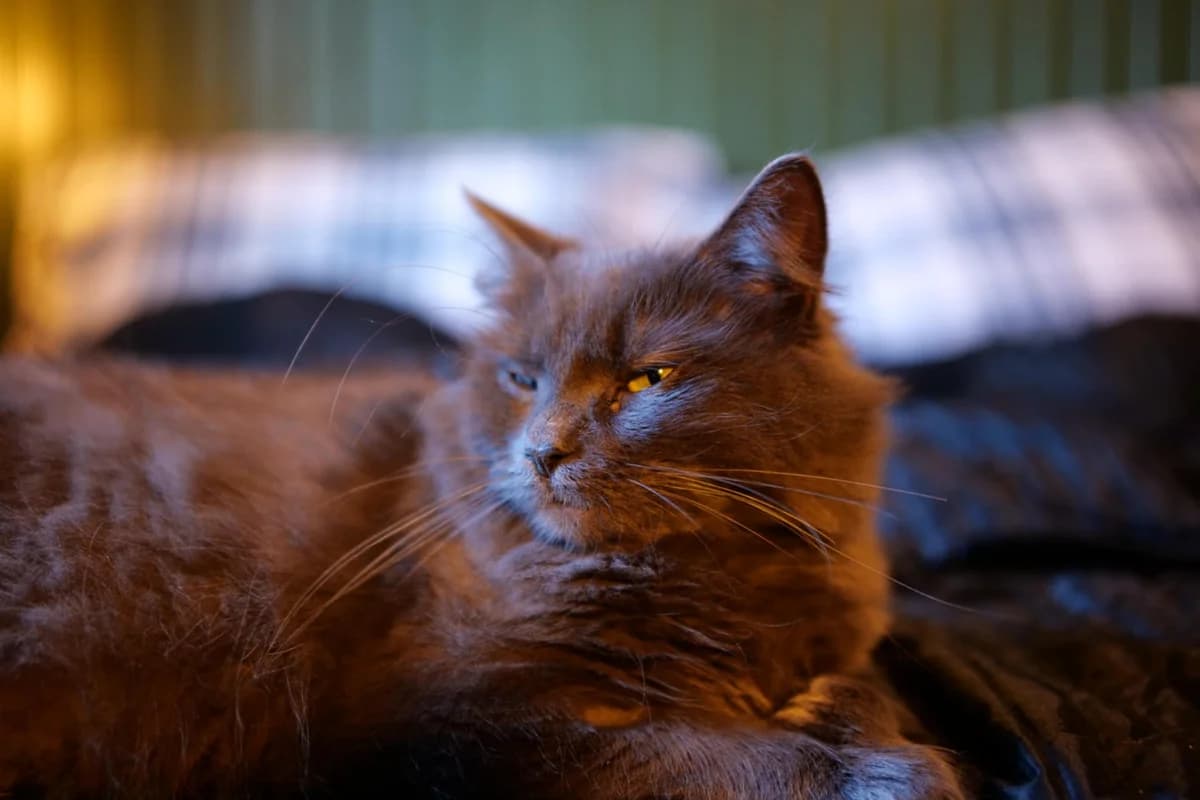 Marika, female Mixed Breed for adoption at Dyrenes Beskytter Aust-Agder, Grimstad