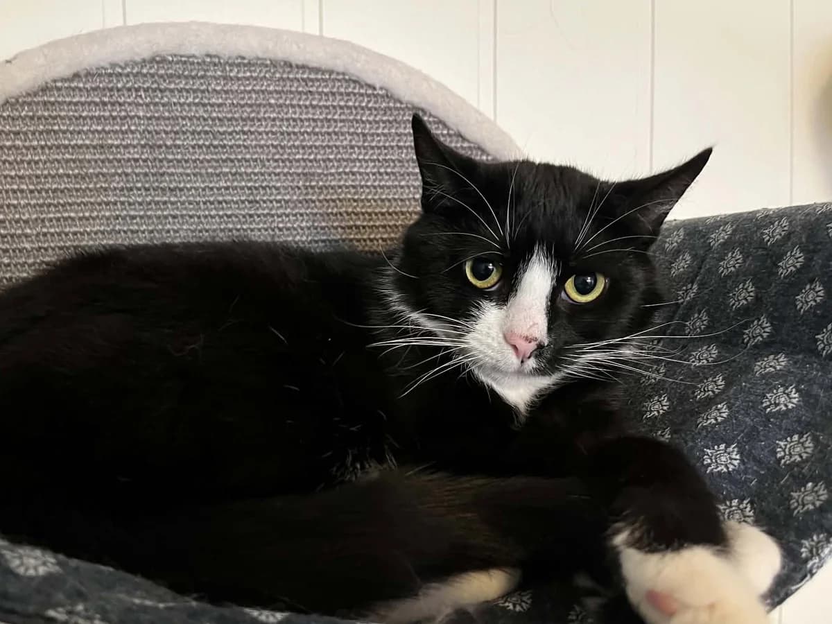Astrid, female young Mixed Breed for adoption at Dyrenes Hjelper, Arendal