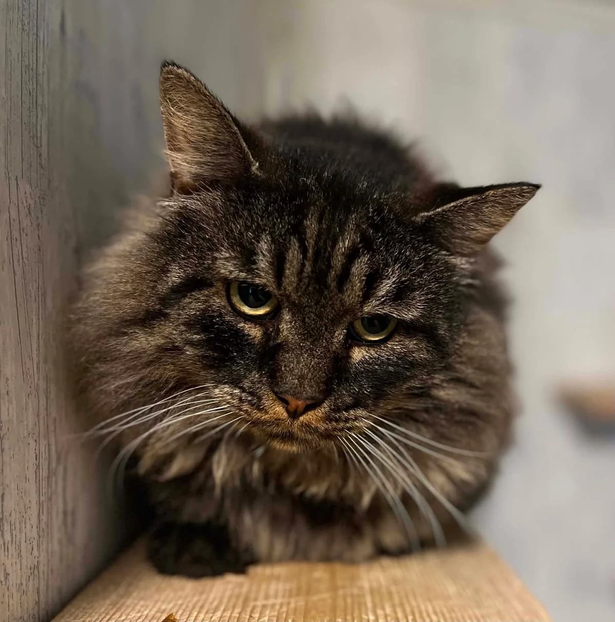 Hobo Landstrykeren, male senior Mixed Breed for adoption at Dyrenes Hjelper, Arendal