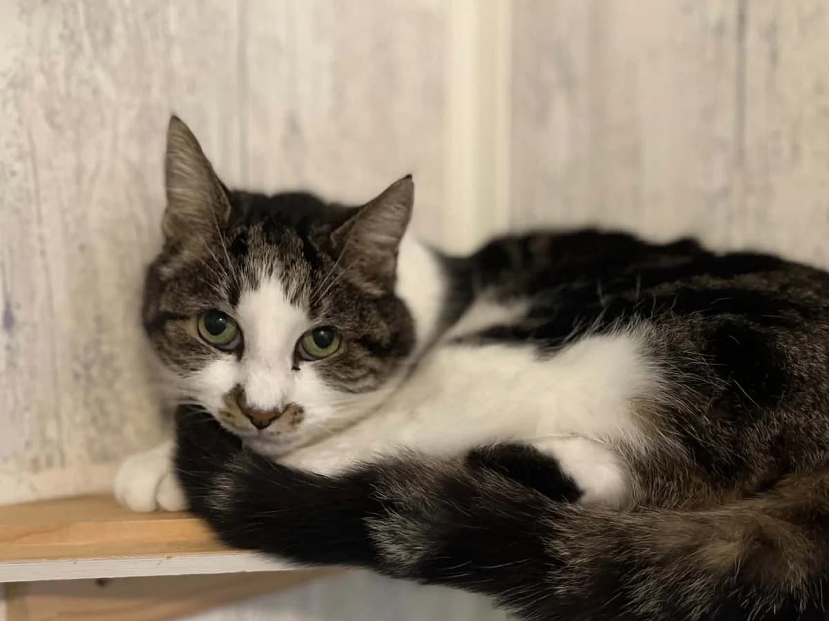 Kenny, male senior Mixed Breed for adoption at Dyrenes Hjelper, Arendal