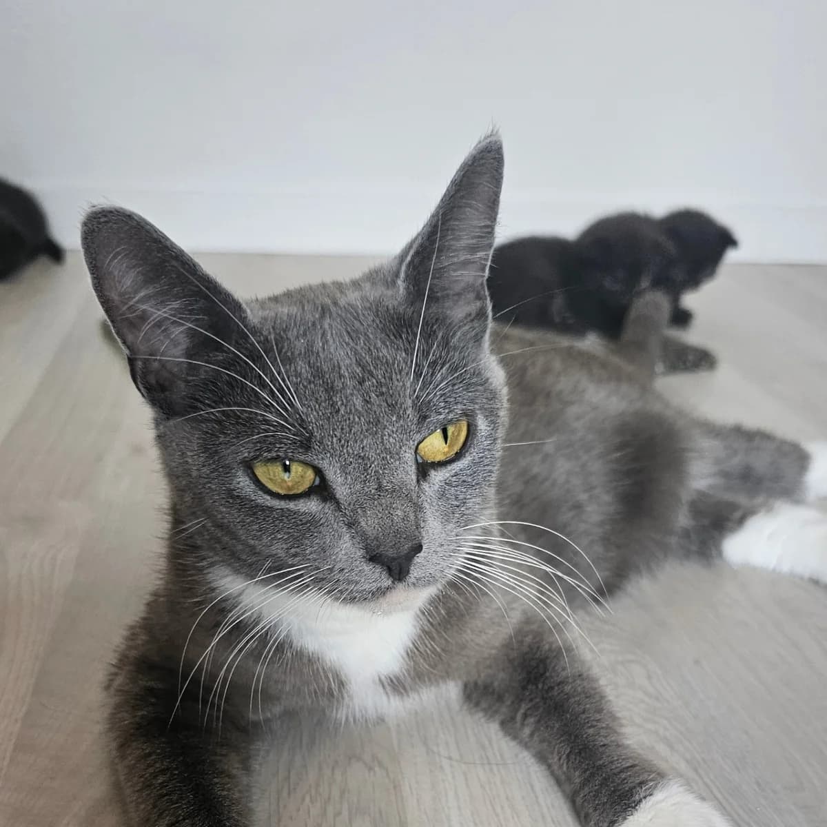 Immaria (Fosterhjem), female young Mixed Breed for adoption at Dyrevenn Vestfold, Sandefjord