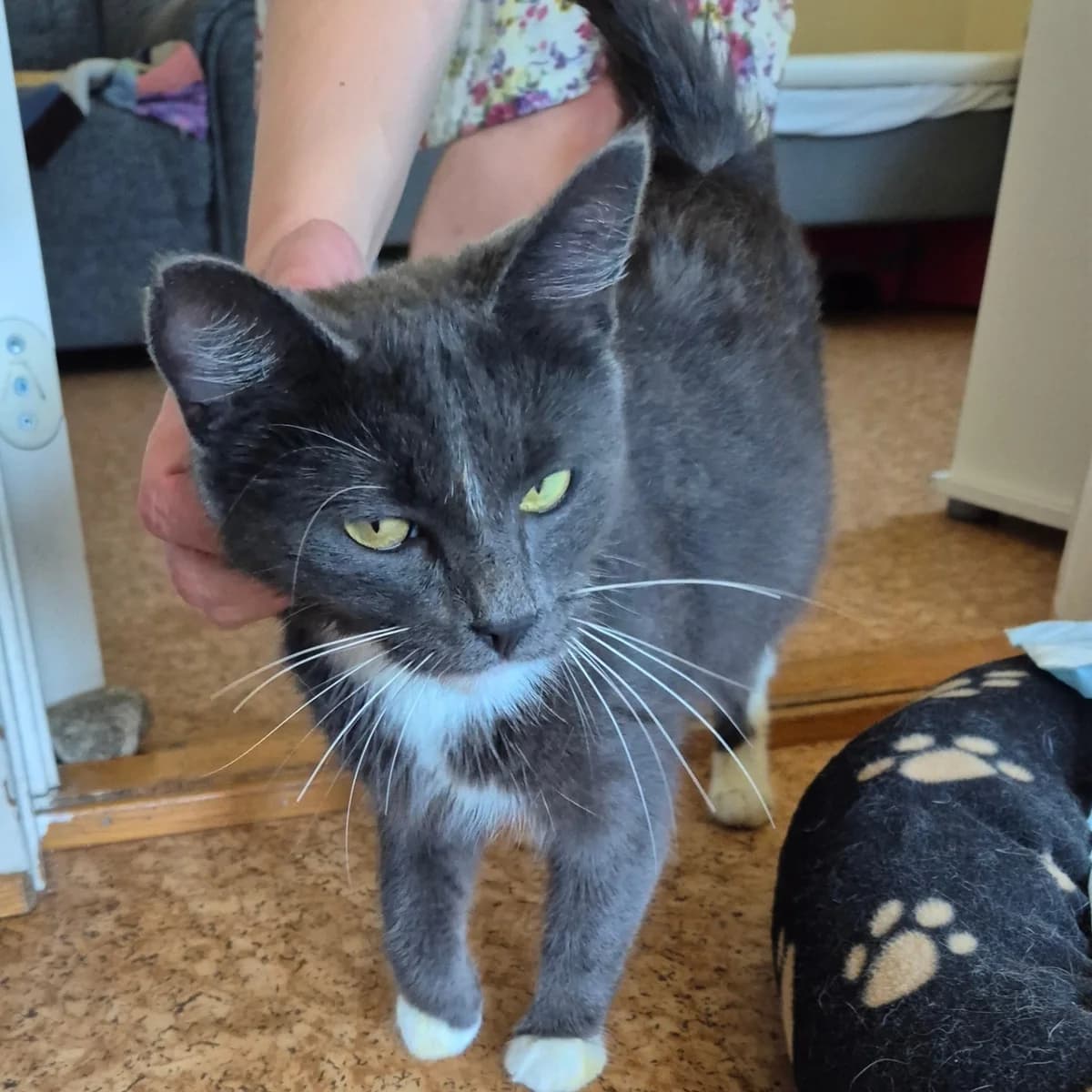 Nana (Fosterhjem), female young Mixed Breed for adoption at Dyrevenn Vestfold, Sandefjord