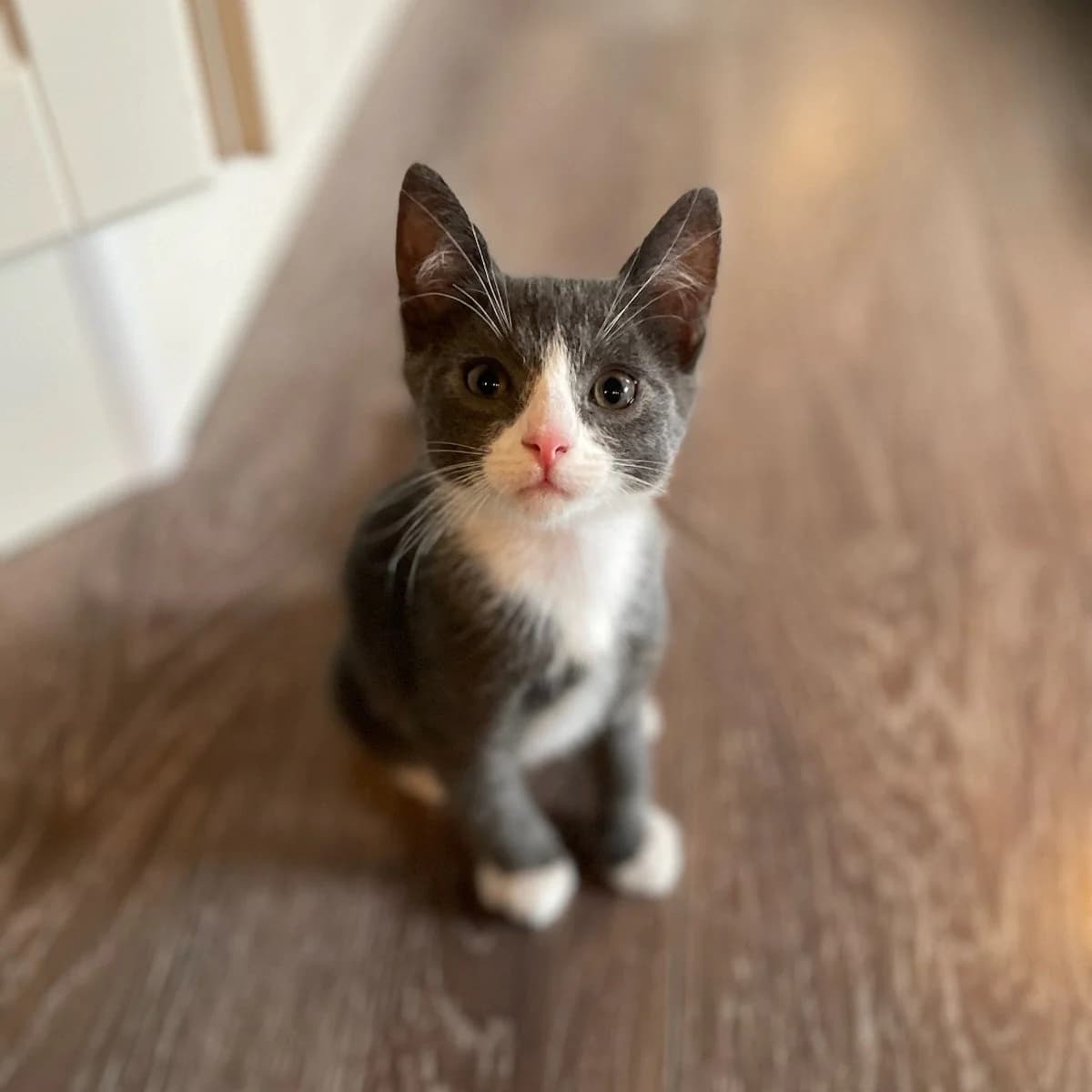 Indigo (Fosterhjem), male puppy Mixed Breed for adoption at Dyrevenn Vestfold, Sandefjord