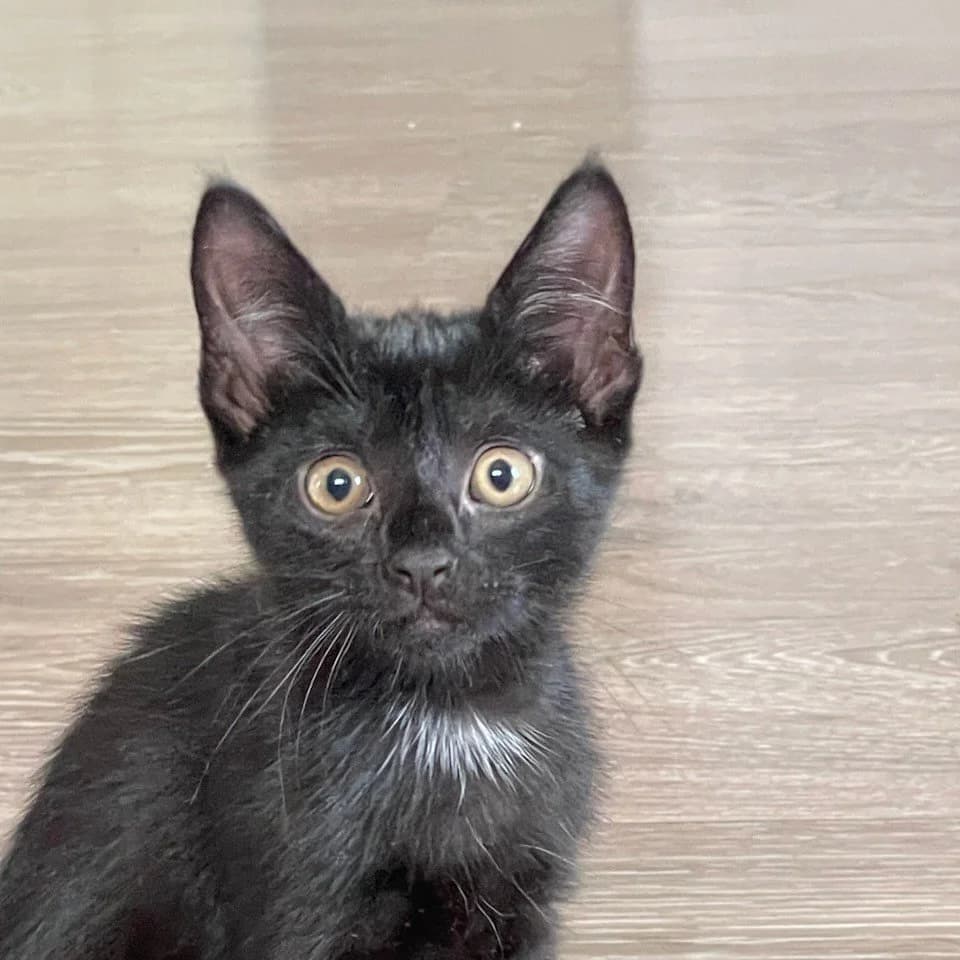 Issy (Fosterhjem), female puppy Mixed Breed for adoption at Dyrevenn Vestfold, Sandefjord