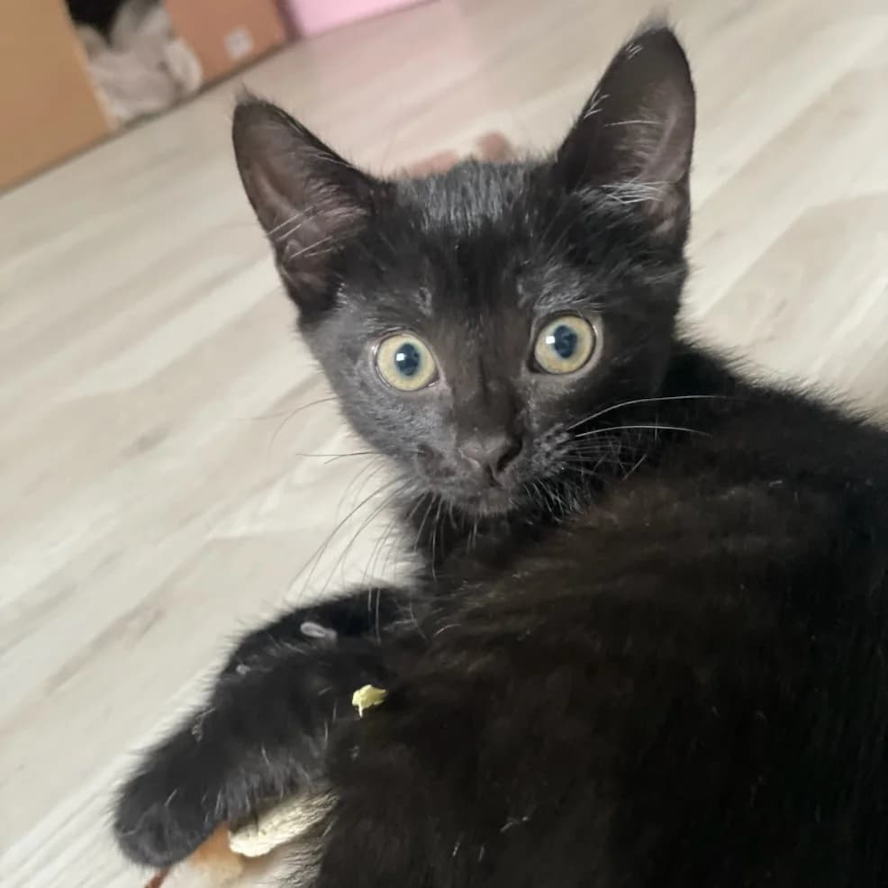 Indy (Fosterhjem), female puppy Mixed Breed for adoption at Dyrevenn Vestfold, Sandefjord