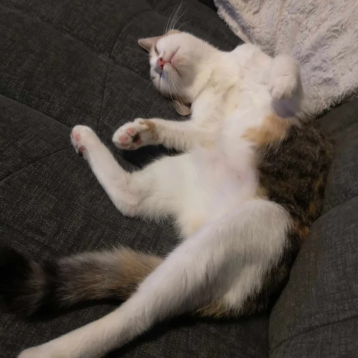 Weronika (Fosterhjem), female young Mixed Breed for adoption at Dyrevenn Vestfold, Sandefjord