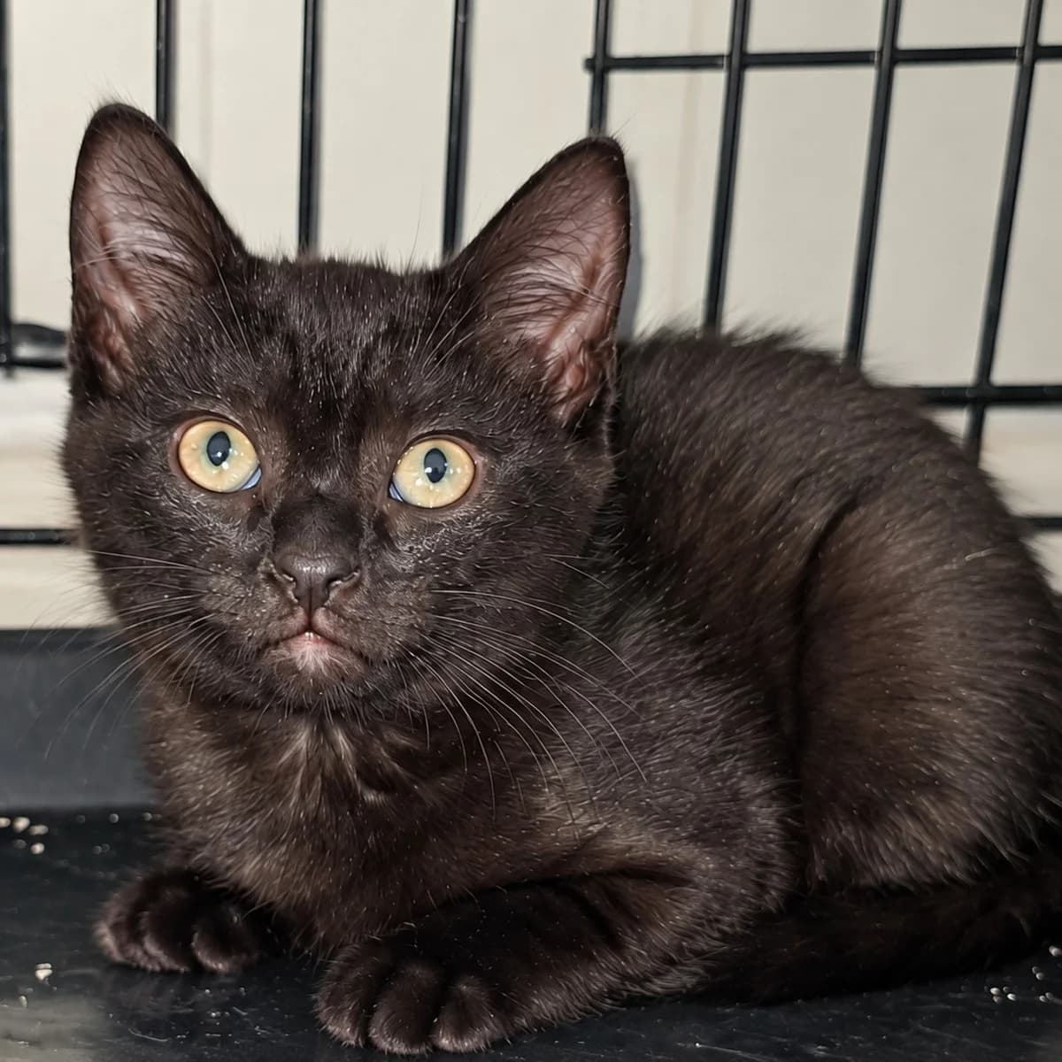Yngvild, female puppy Mixed Breed for adoption at Dyrevenn Vestfold, Sandefjord