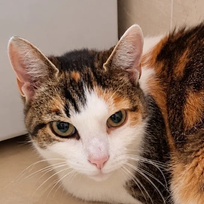 Taula (Fosterhjem), female young Mixed Breed for adoption at Dyrevenn Vestfold, Sandefjord