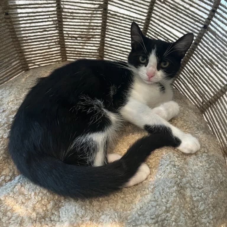Pia (Fosterhjem), female puppy Mixed Breed for adoption at Dyrevenn Vestfold, Sandefjord