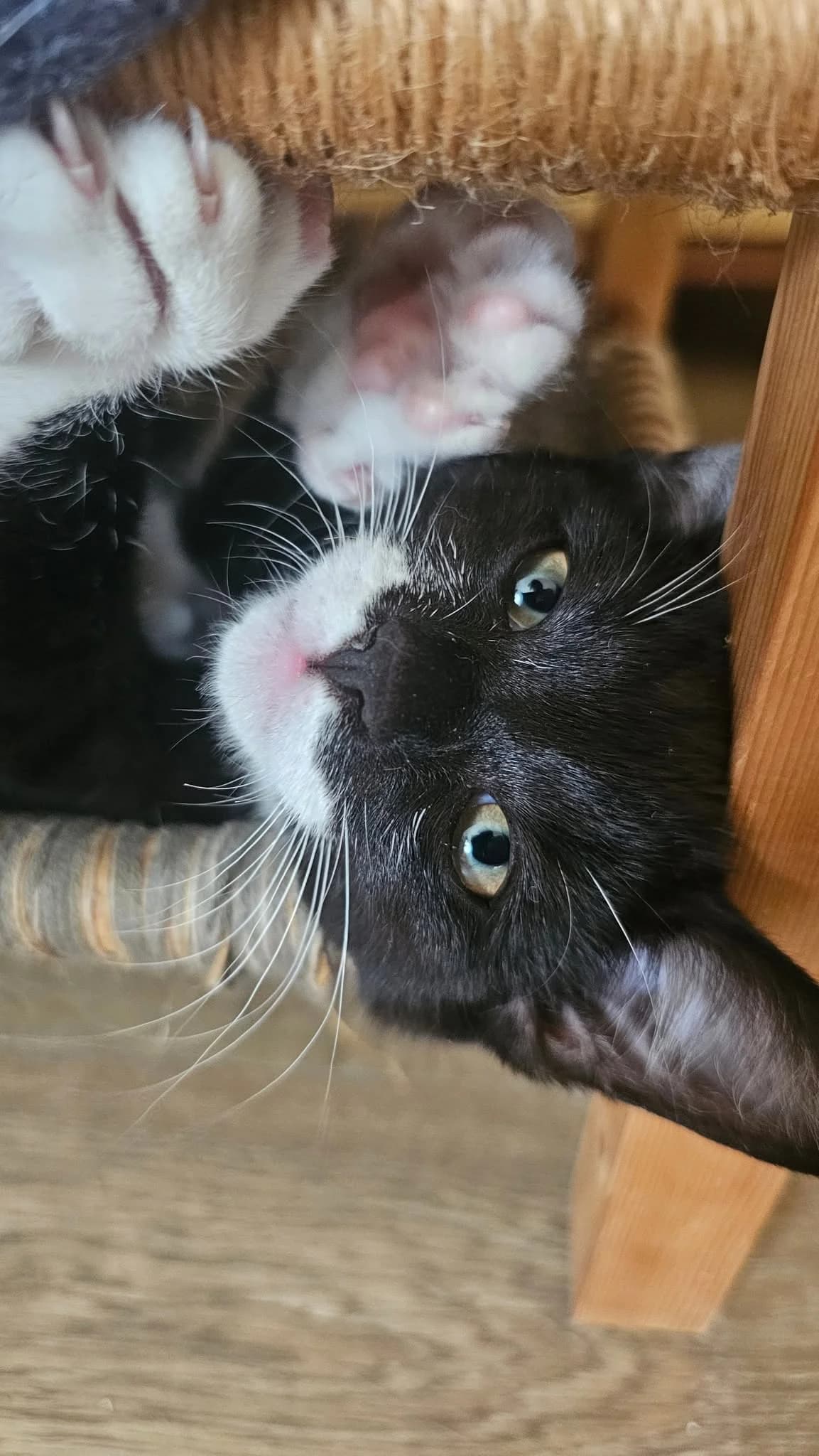 Figaro, male puppy Mixed Breed for adoption at Dyrevenn Vestfold, Sandefjord