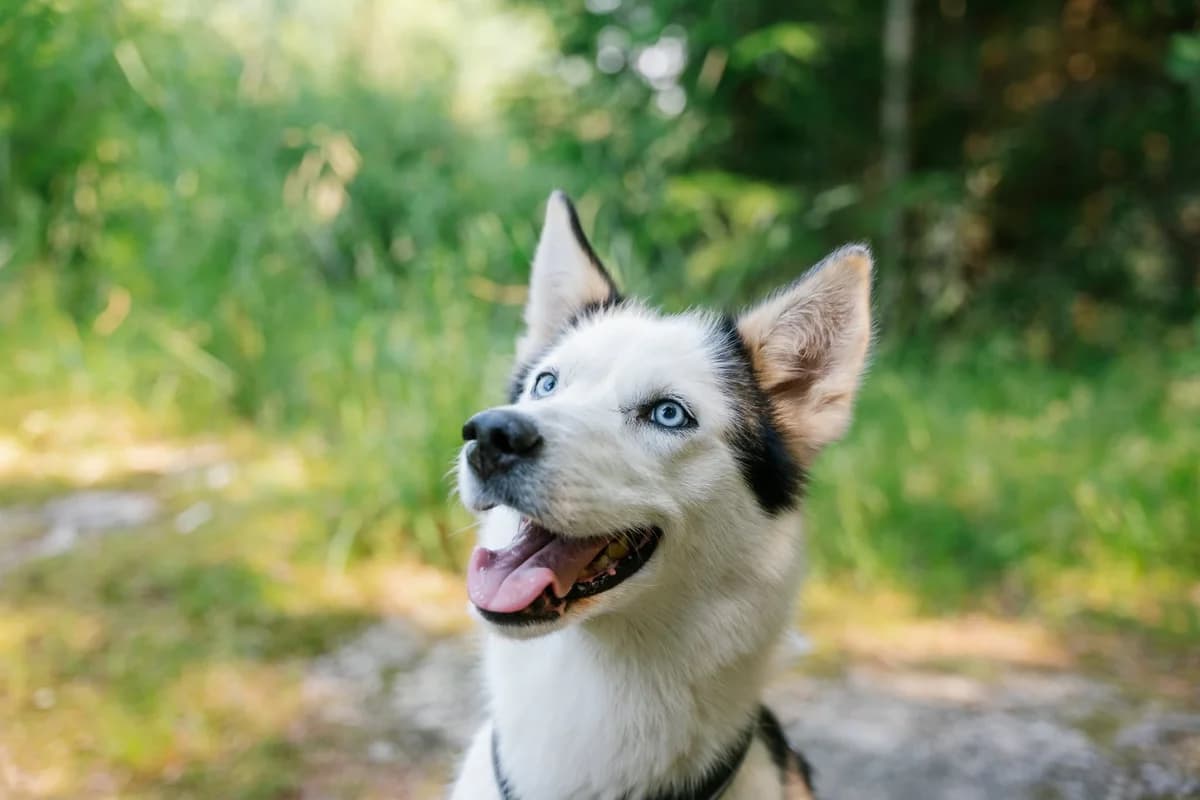 Athi, senior Mixed Breed for adoption at FOD, Oslo