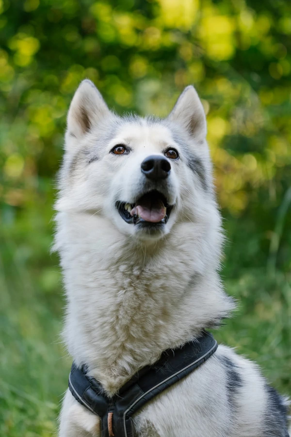 Kahn, 6yo Mixed Breed for adoption at FOD, Oslo