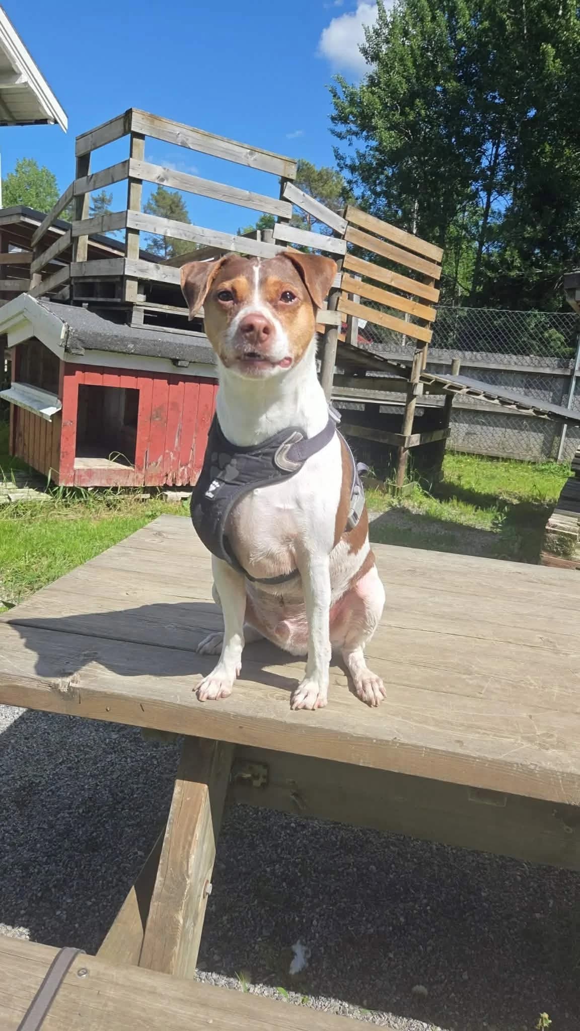 Prins, 6yo Mixed Breed for adoption at FOD, Oslo