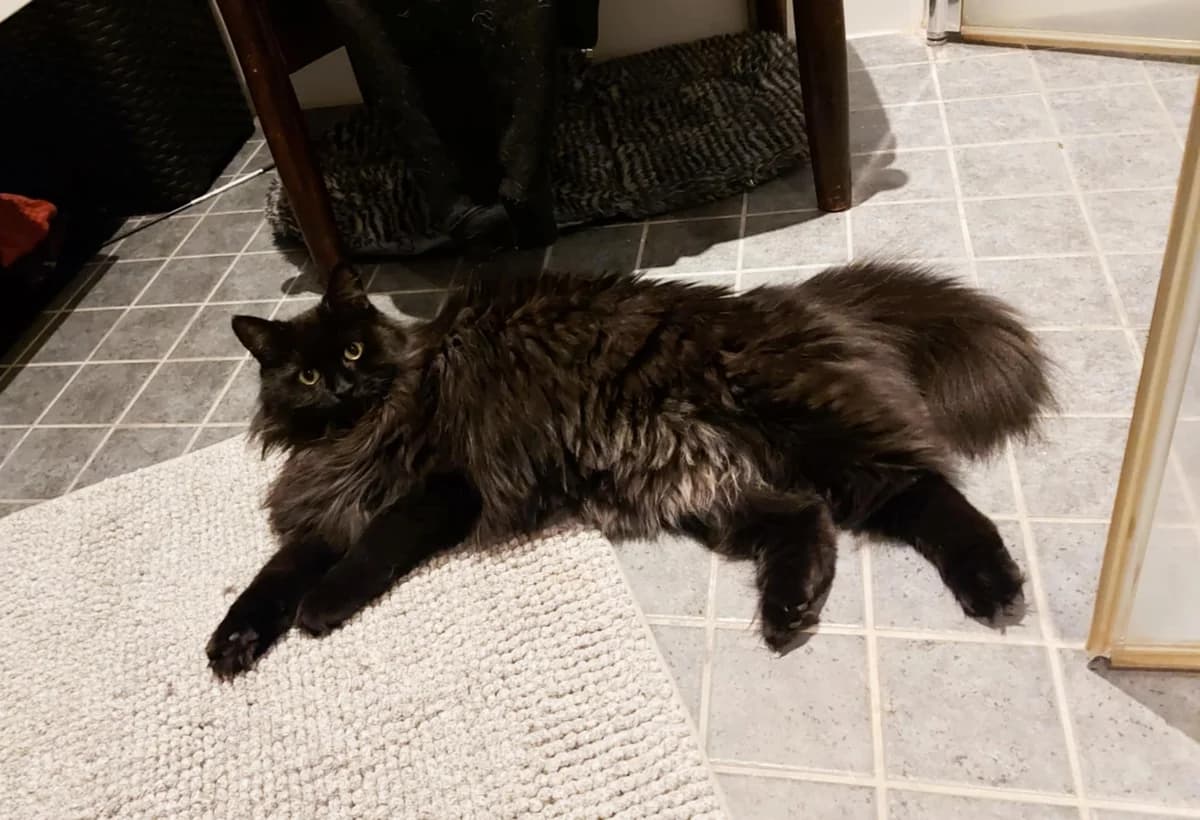 Zulu, female 3yo Mixed Breed for adoption at Hjerte for Hjemløse Katter, Trollåsen