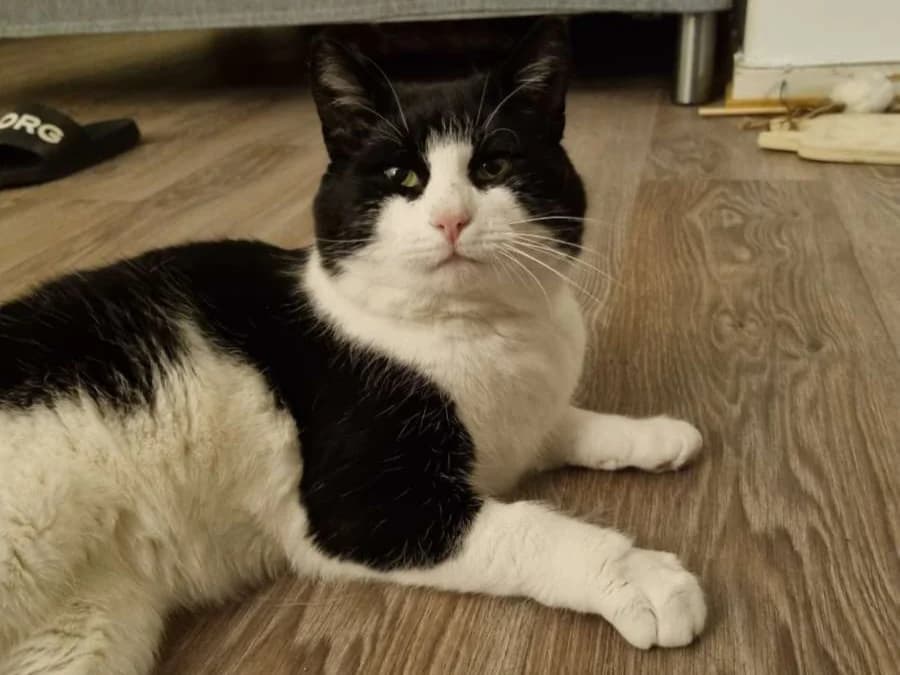 Oreo, male 4yo Mixed Breed for adoption at Hjerte for Hjemløse Katter, Trollåsen