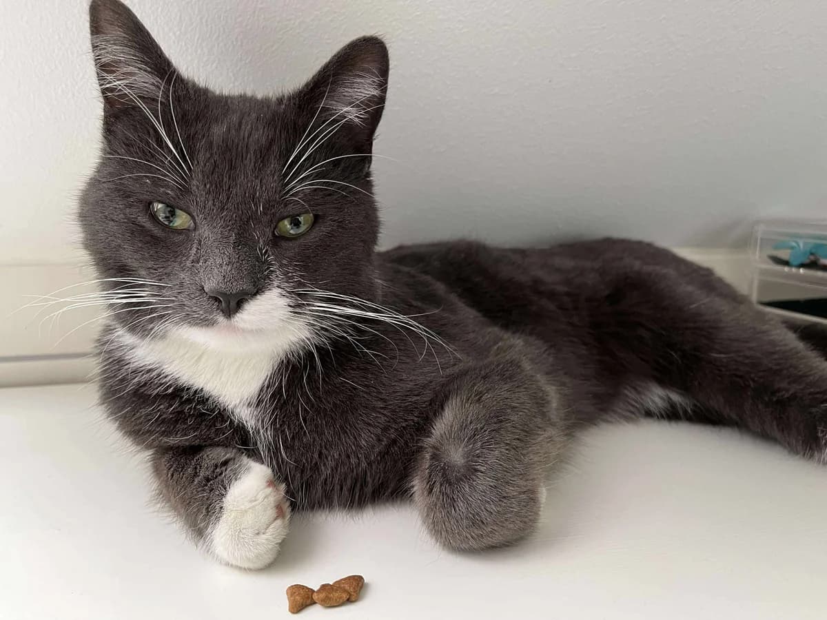 Orion, male young Mixed Breed for adoption at Hjerte for Hjemløse Katter, Trollåsen