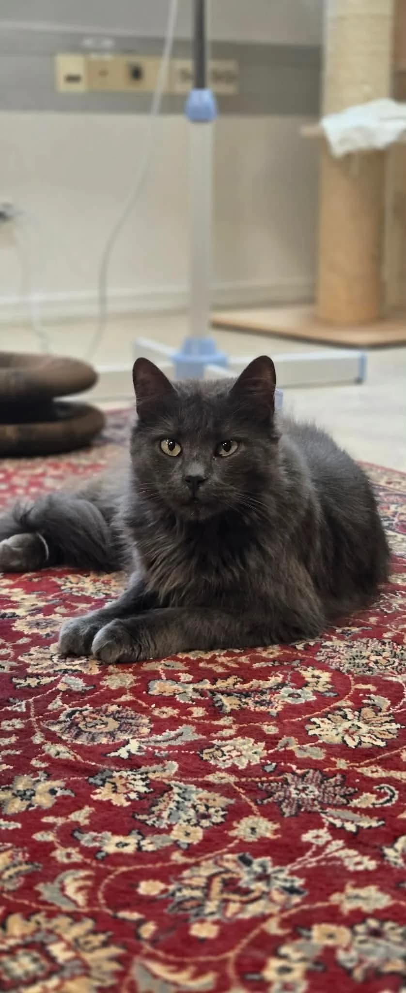 Jinn, male 3yo Mixed Breed for adoption at Hjerte for Hjemløse Katter, Trollåsen