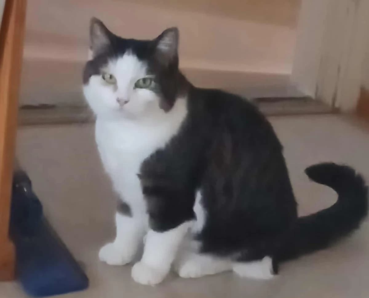 Milly Mae, female 4yo Mixed Breed for adoption at Hjerte for Hjemløse Katter, Trollåsen