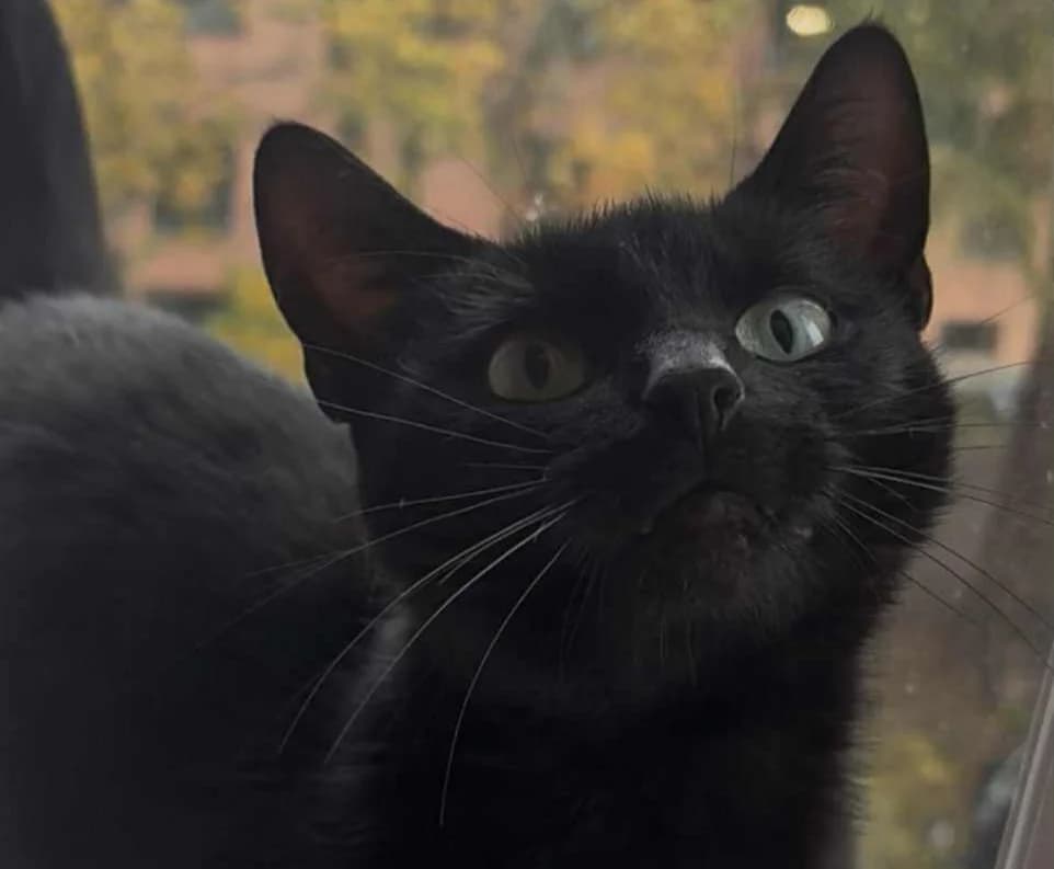 Millie, female young Mixed Breed for adoption at Hjerte for Hjemløse Katter, Trollåsen