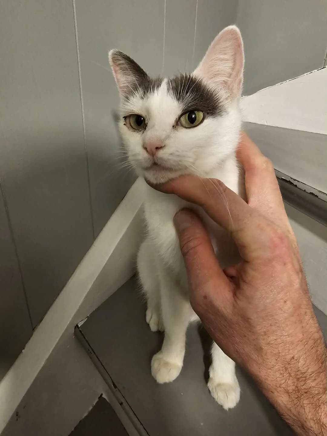 Vanita, female 3yo Mixed Breed for adoption at Hjerte for Hjemløse Katter, Trollåsen