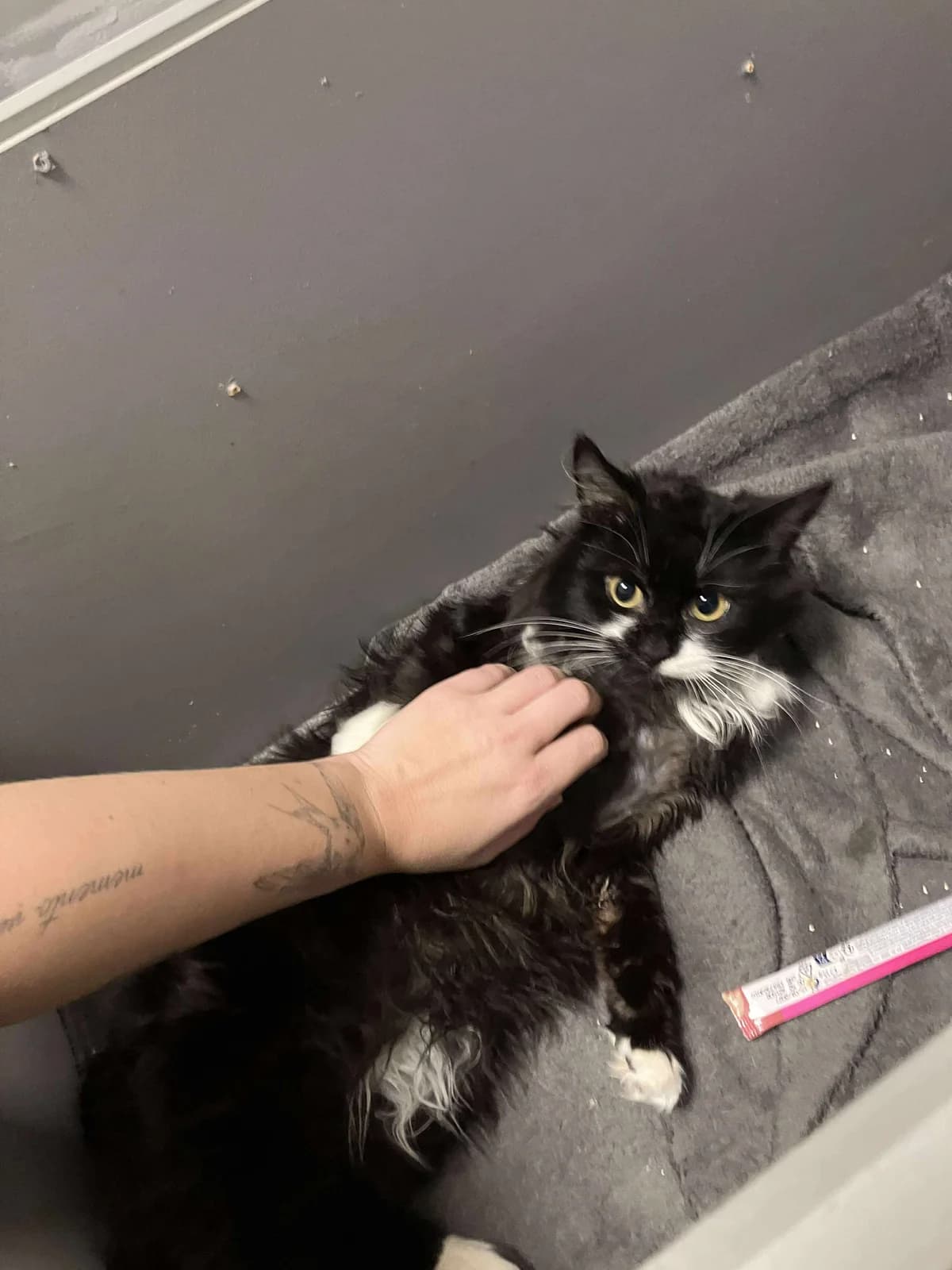 Shogun, male young Mixed Breed for adoption at Hjerte for Hjemløse Katter, Trollåsen