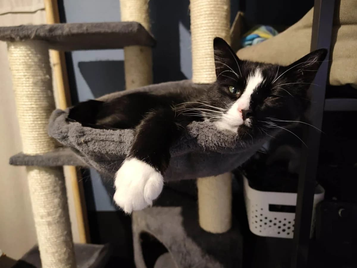 Samson, male young Mixed Breed for adoption at Hjerte for Hjemløse Katter, Trollåsen