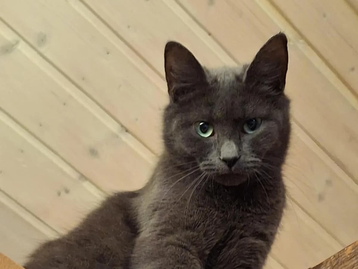 Villa, female young Mixed Breed for adoption at Hjerte for Hjemløse Katter, Trollåsen