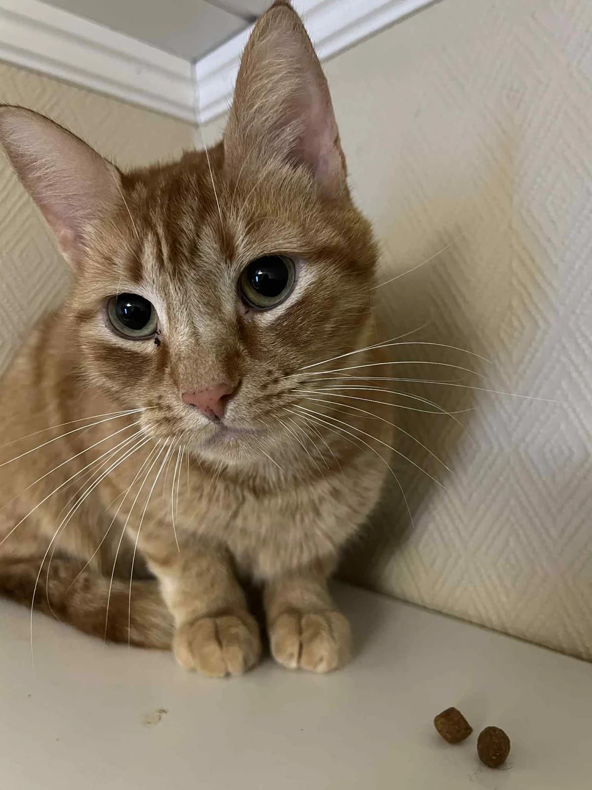 Helios, male young Mixed Breed for adoption at Hjerte for Hjemløse Katter, Trollåsen