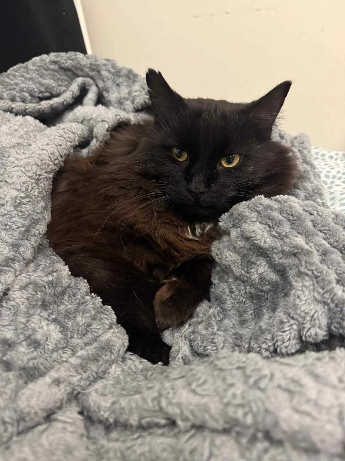 Inky, male 3yo Mixed Breed for adoption at Hjerte for Hjemløse Katter, Trollåsen